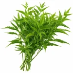 Huacatay - Atado 100g