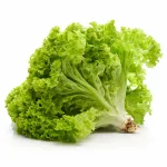 Lechuga Orgánica