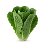 Lechuga Romana